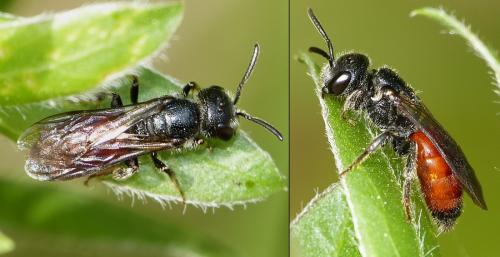 Sphecodes sp.